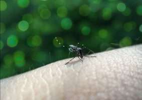 Mais de 423 mil casos de dengue já foram registrados em MG este ano